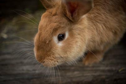Närbild på en brun och fluffig kanin