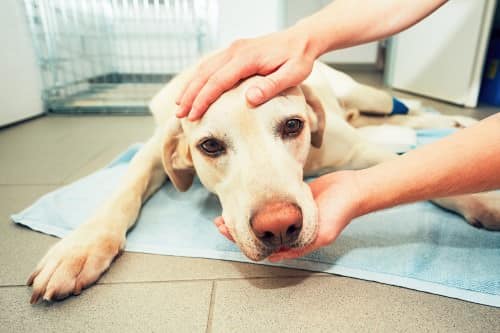 En labrador retriever-hund som undersöks noggrant av veterinär